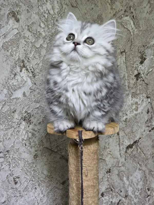 Продаётся котёнок манчкин девочка..,