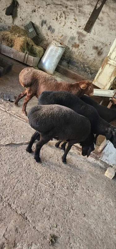 yeb ichishlari zur
