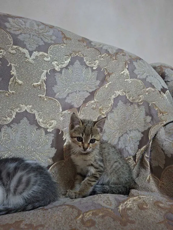 Отдам даром котят — фото 3