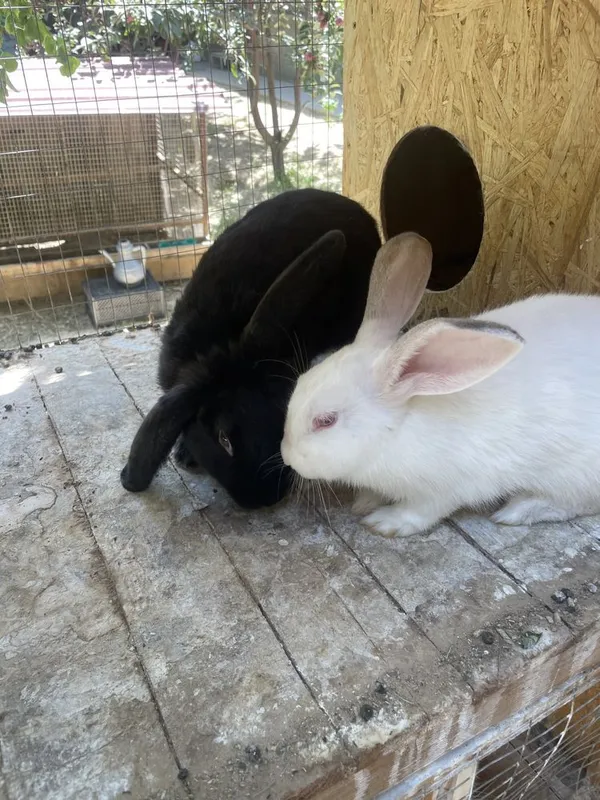 quyonlar tort dona