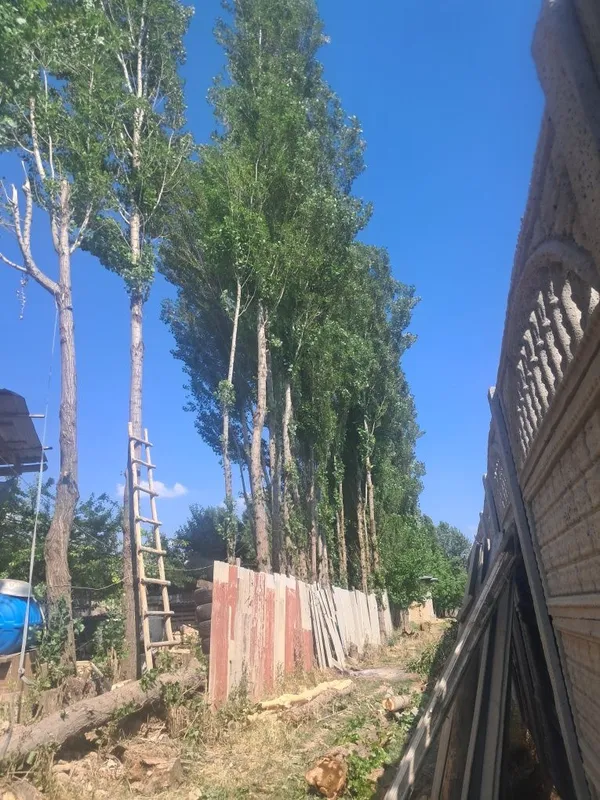 Терак сотилад, кимга керак булса керакли размирда кесиб бераман. Нар — фото 2