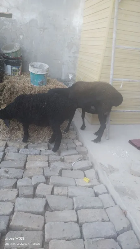 Ona bola qoʻylar bolasi qoʻchqorcha 1