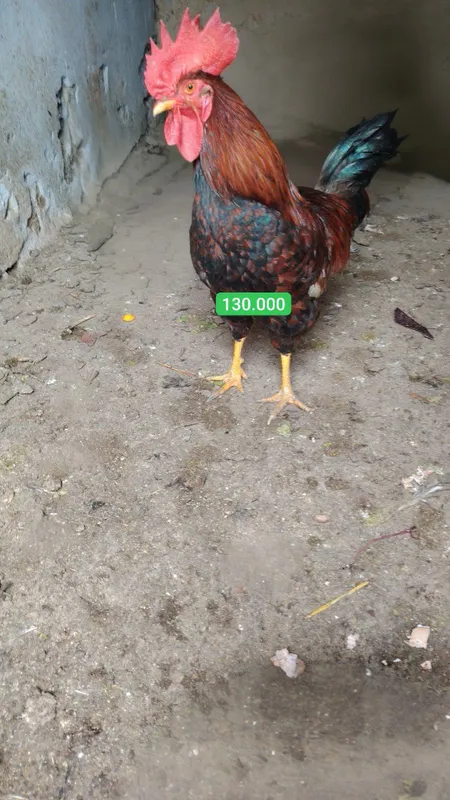 Xurozlar sotiladi