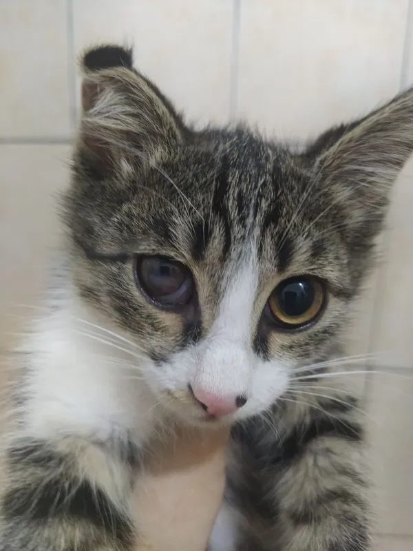 Котята ищут дом и любящих хозяев 2 Котята ищут дом и любящих хозяев 2