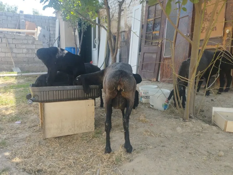 Qoʻylar sotiladi ona bola 7 Qoʻylar sotiladi ona bola 7