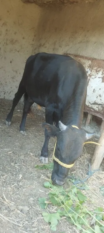 Buqachalar sotiladi yosh sogʻlom buqalar 3