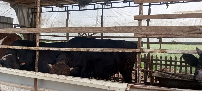 4ta mol sotiladi — фото 2