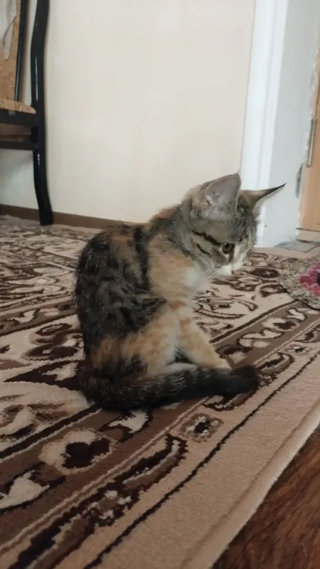 Damashni mushuklar 2