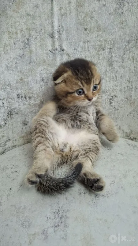 Продаются котята, золотой шишиллы- девочка и мальчик. 200$ 2 Продаются котята, золотой шишиллы- девочка и мальчик. 200$ 2