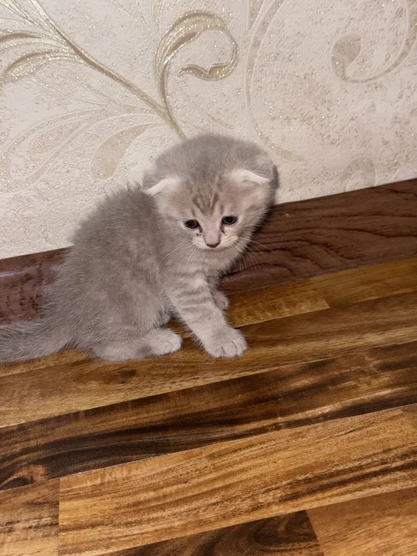 Scottish fold va Scottish straight — фото 2