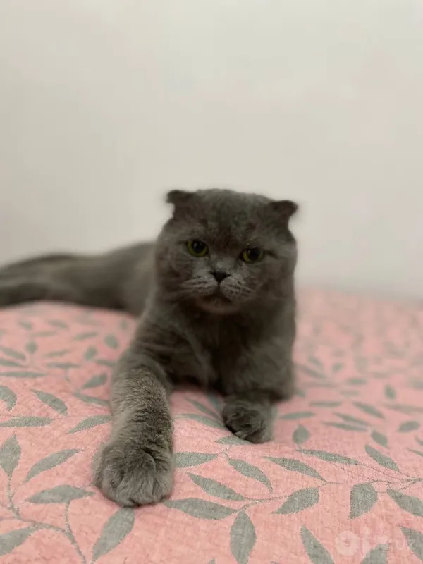 Скоттиш-фолд. Для вязки 3 Скоттиш-фолд. Для вязки 3