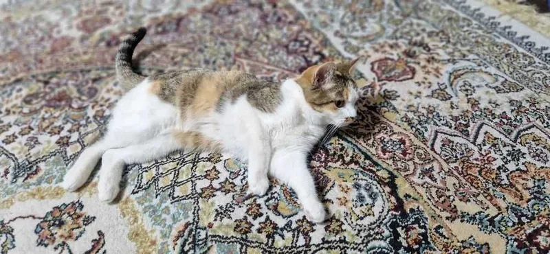 Кошка скоттиш страйт 2 Кошка скоттиш страйт 2