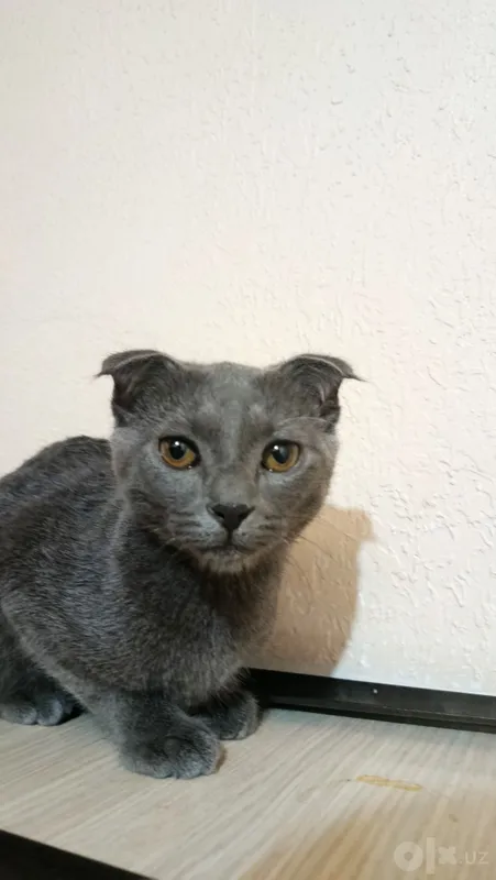 Британский домашний кот 1 Британский домашний кот 1