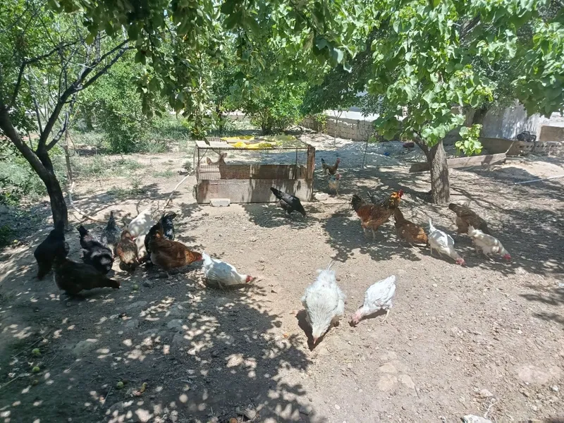 Qashqadaryo qarshi