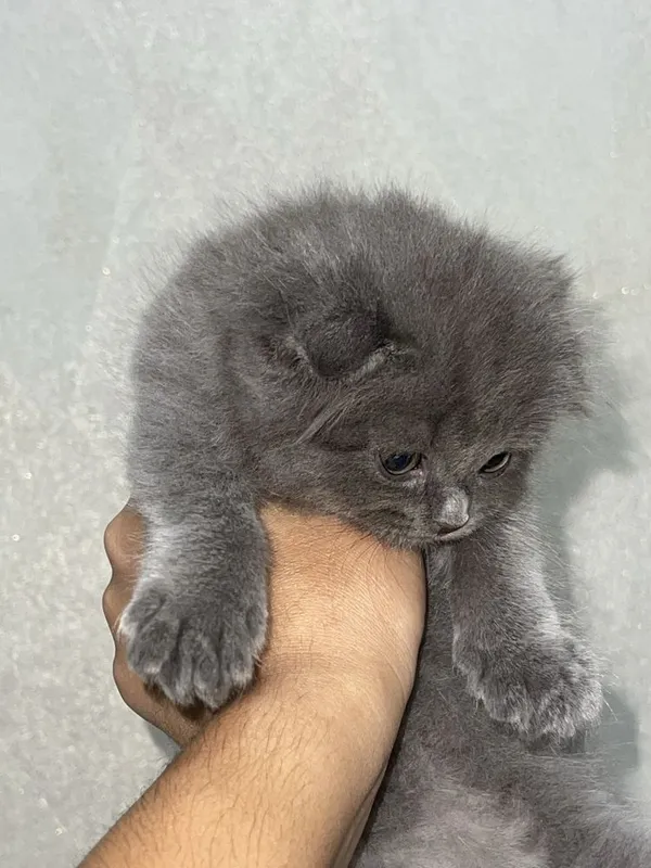 Шотландская вислоухая кошка — фото 4