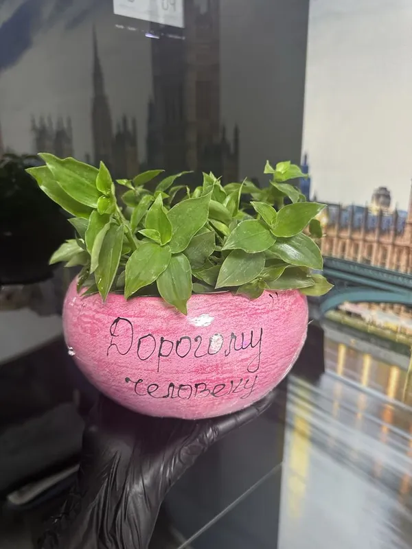 Комнатные растения Комнатные растения