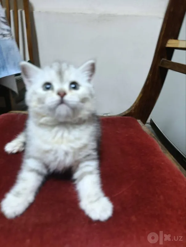 Продаётся котёнок 2 Продаётся котёнок 2