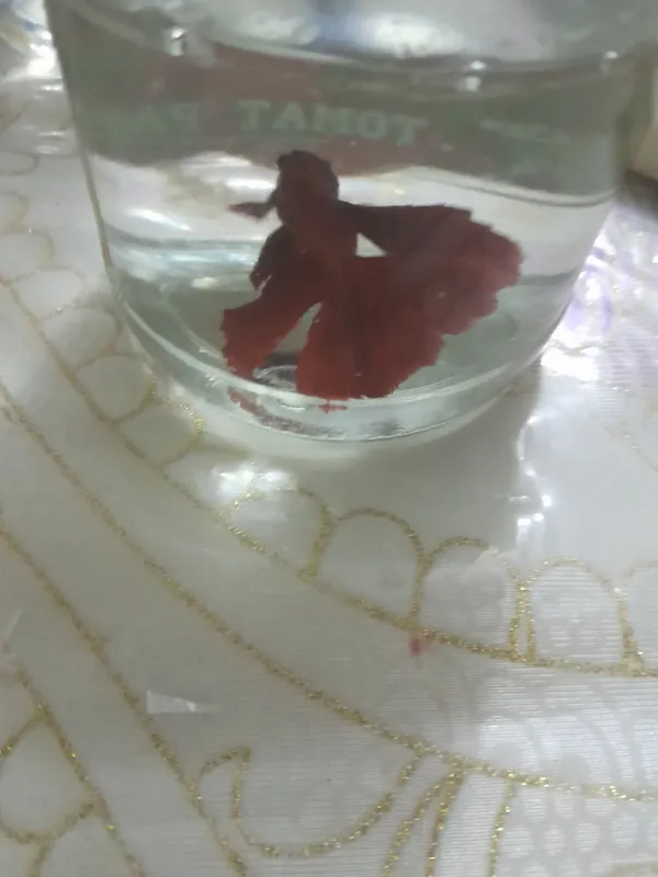 baliqlar ovqati bilan ovqati tekin 3