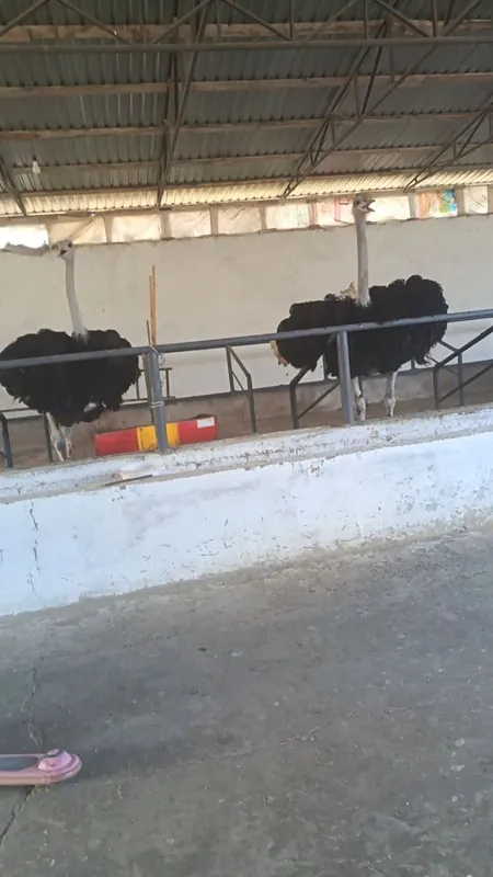 2 ta Tuyaqush sotiladi 4 2 ta Tuyaqush sotiladi 4
