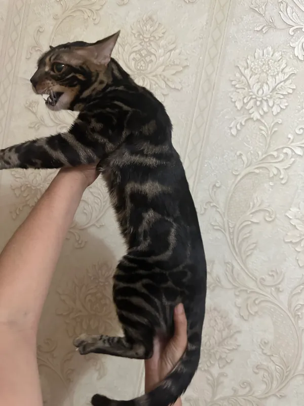 Кошка