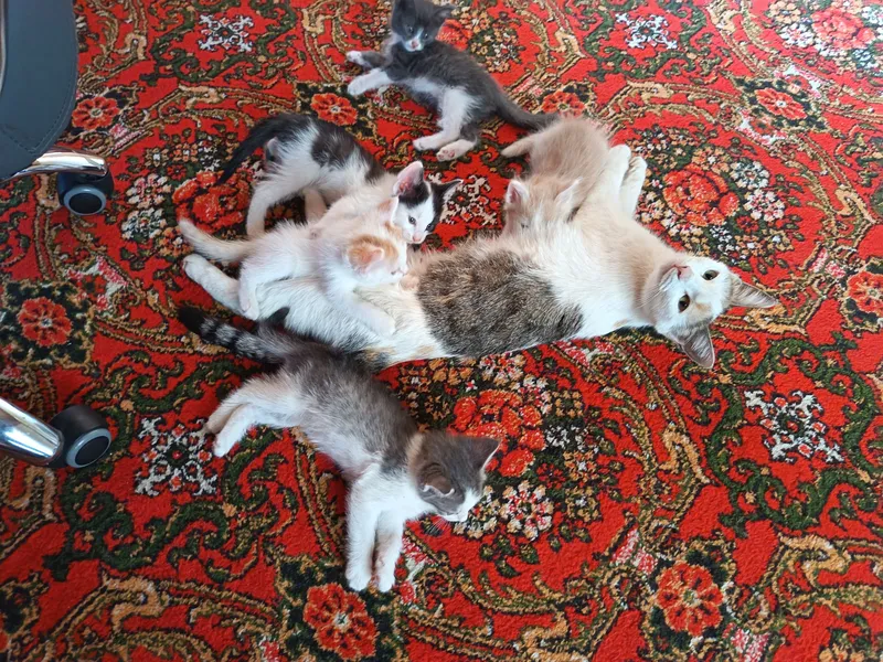 Отдам котят в хорошие руки бесплатно 4