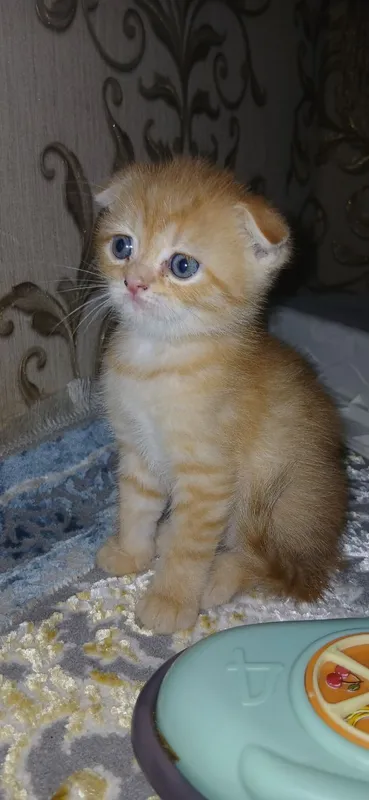 скотиш фолд 1