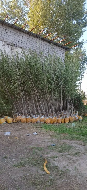 Ko'chatlarimiz bor Toshkent rohat posti oldida — фото 7