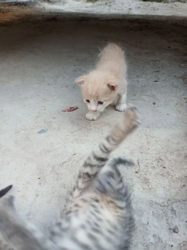 Котята милые маленькие 1 Котята милые маленькие 1