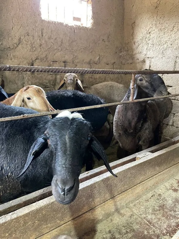 Qoylar bor arpa bugdoyla yep kotta bogan 40kg dan 60 kggacha — фото 1
