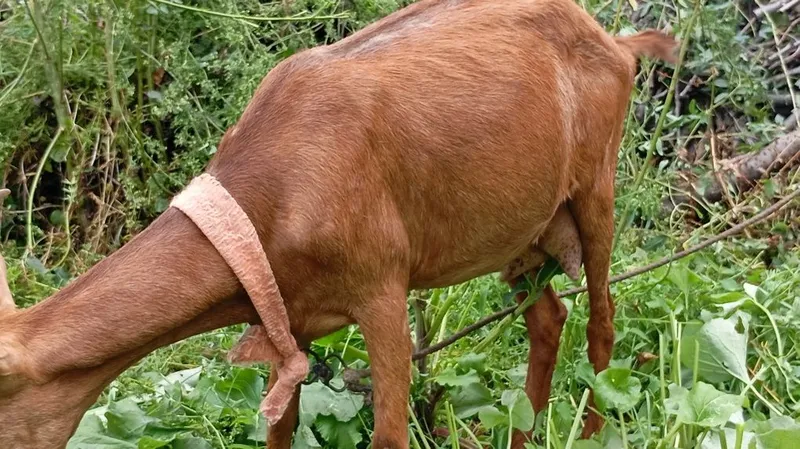 Echki Mursiana ena bola 2 Echki Mursiana ena bola 2