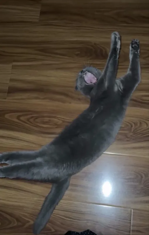 Котёнок Scottish Fold 3 Котёнок Scottish Fold 3