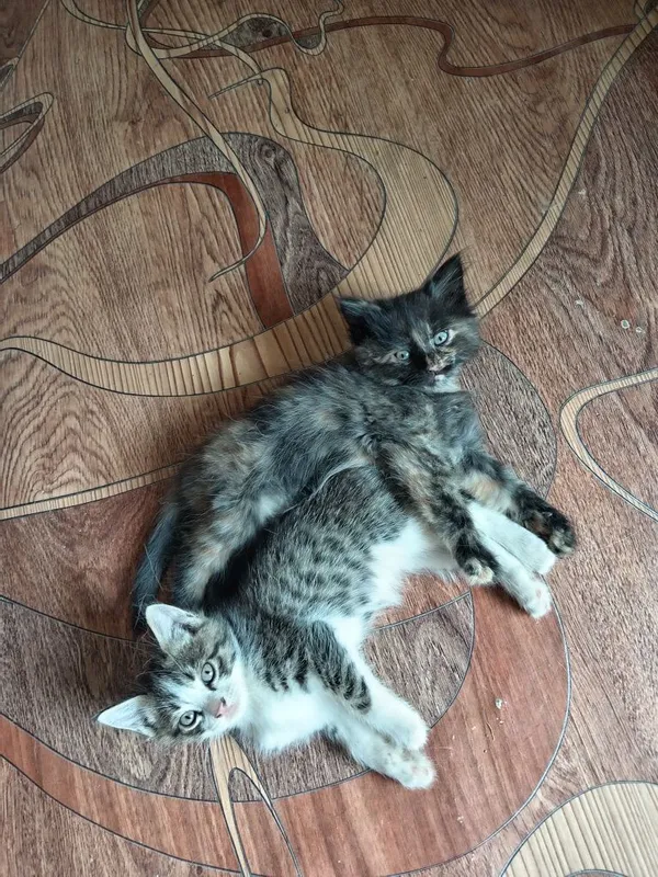 Продам не дорого котят в добрую семью... — фото 2