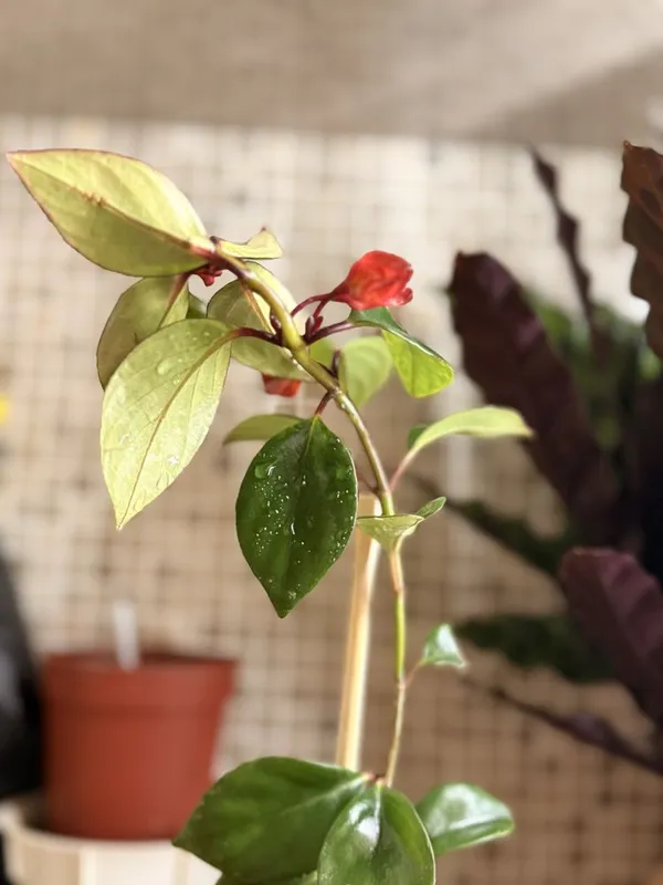 Нематантус (Nematanthus) или Золотая рыбка — фото 2