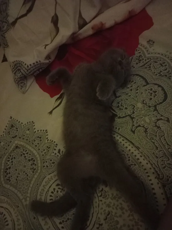 котёнок 2 котёнок 2