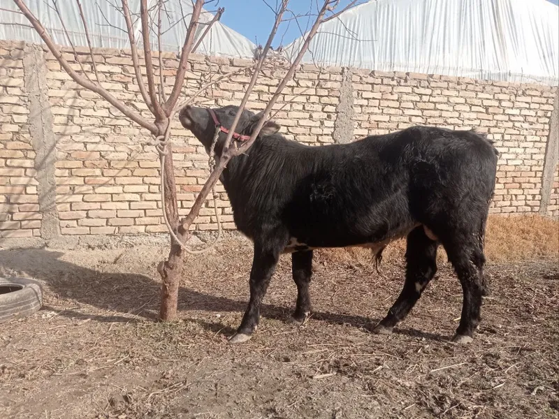 Buqa sotiladi gibrit