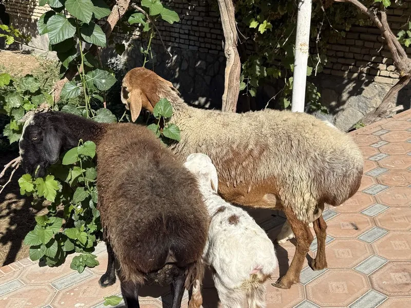 Ona bola qoʻylar sotiladi 5 Ona bola qoʻylar sotiladi 5