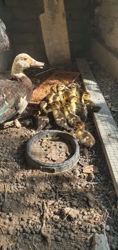 Indukutka jujalari va onasi sotiladi 3 Indukutka jujalari va onasi sotiladi 3