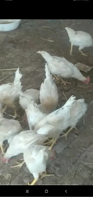 Xorozlar sotiladi 2 Xorozlar sotiladi 2