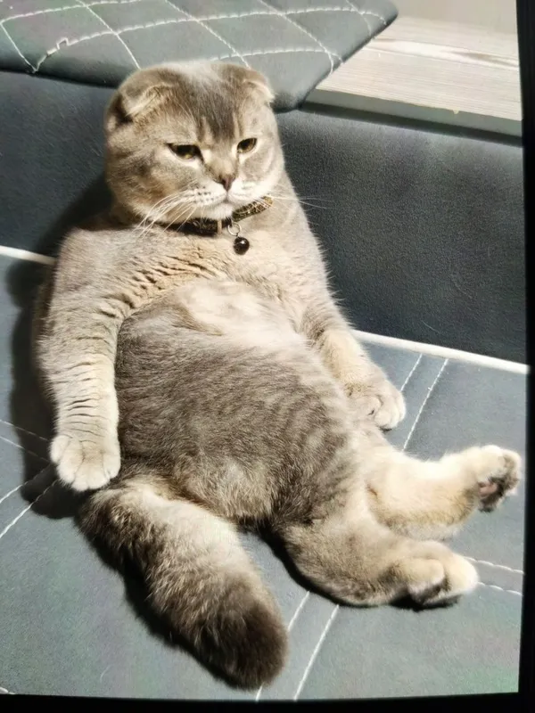 Продается Кот годовалый — фото 3