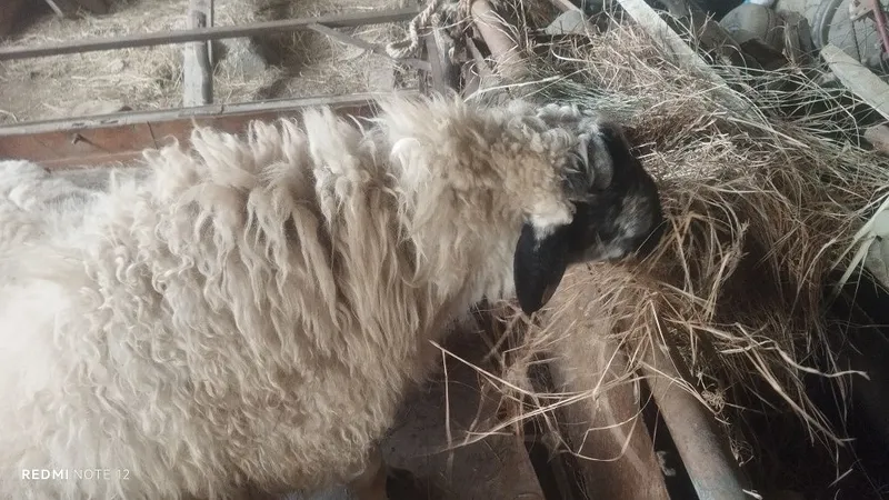Qoʻchqor sotiladi zotdor Qazoqi