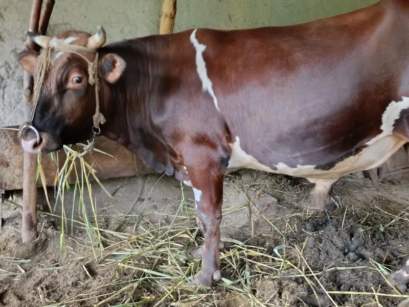 Qurbon hayitga buqa sotiladi