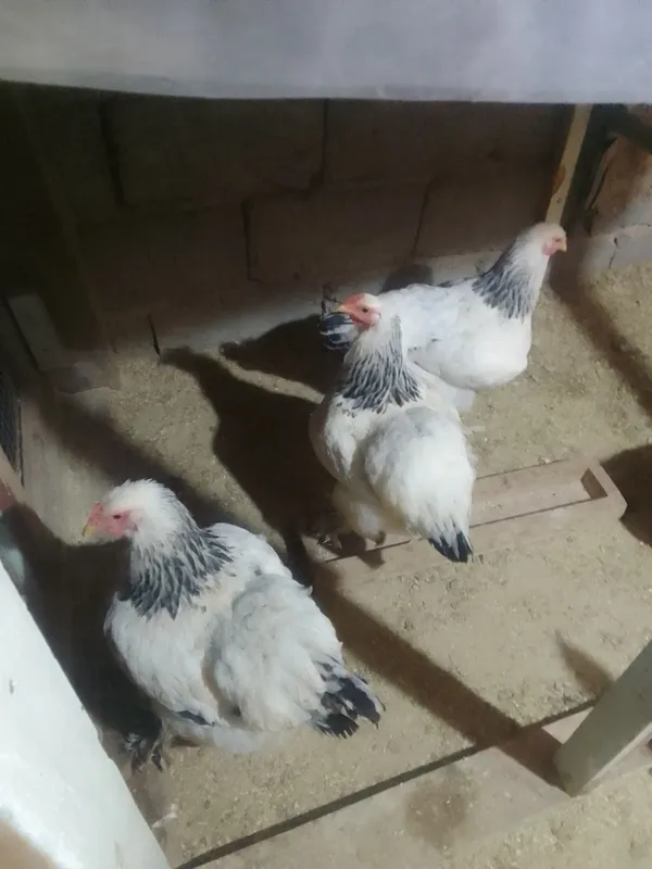 Bramolar sotiladi 4 Bramolar sotiladi 4