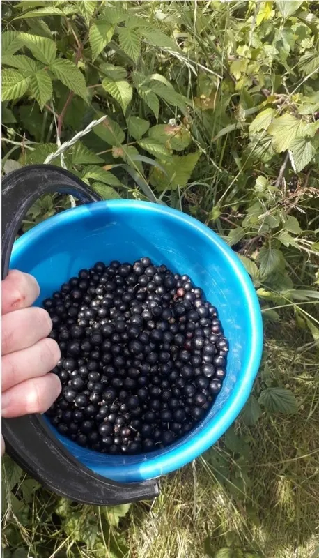 Смародина свежая — фото 2