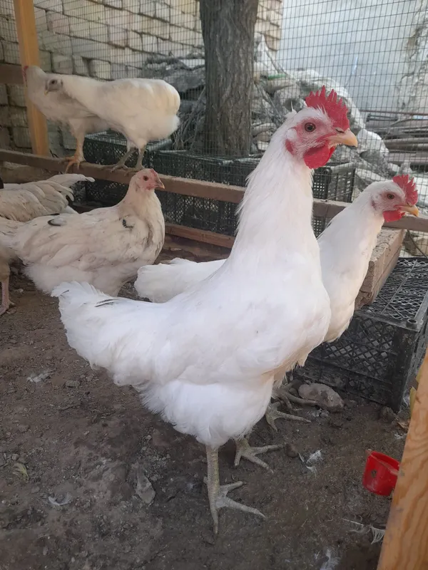 Jòjalar sotiladi 2 oylik(sendika) va 4 oylik lari bor(adler,uxeyli)