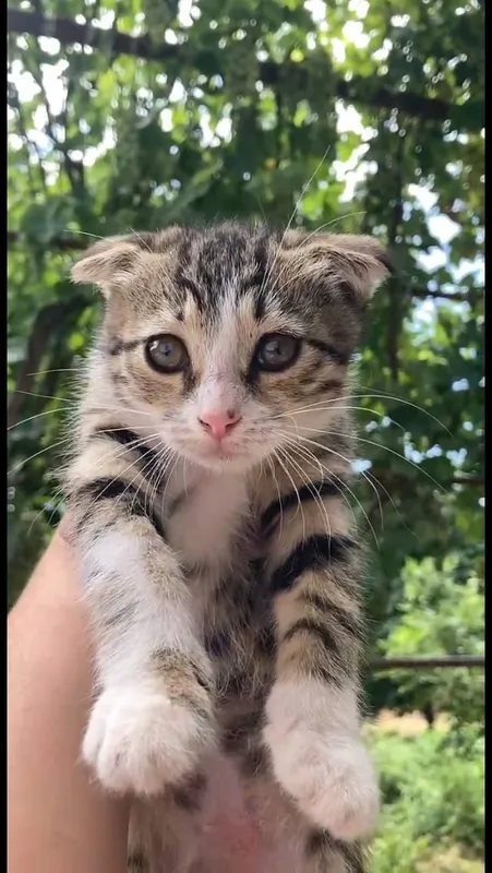 кошка 5