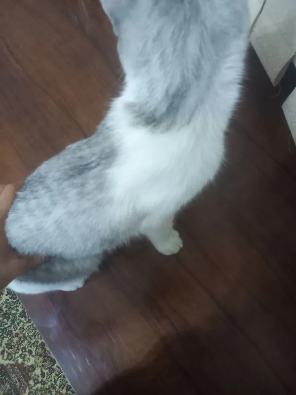 Mushuk sotiladi xonaki 1 Mushuk sotiladi xonaki 1