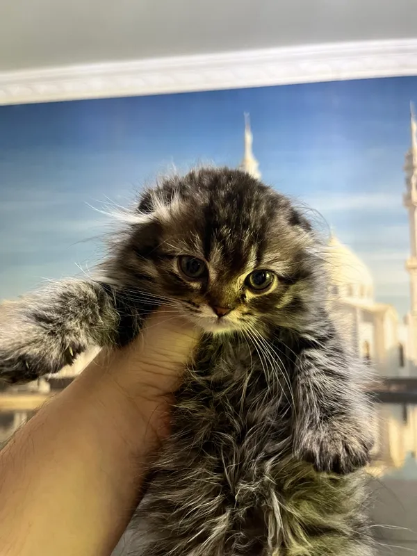 Scottish fold mushukchalari — фото 2