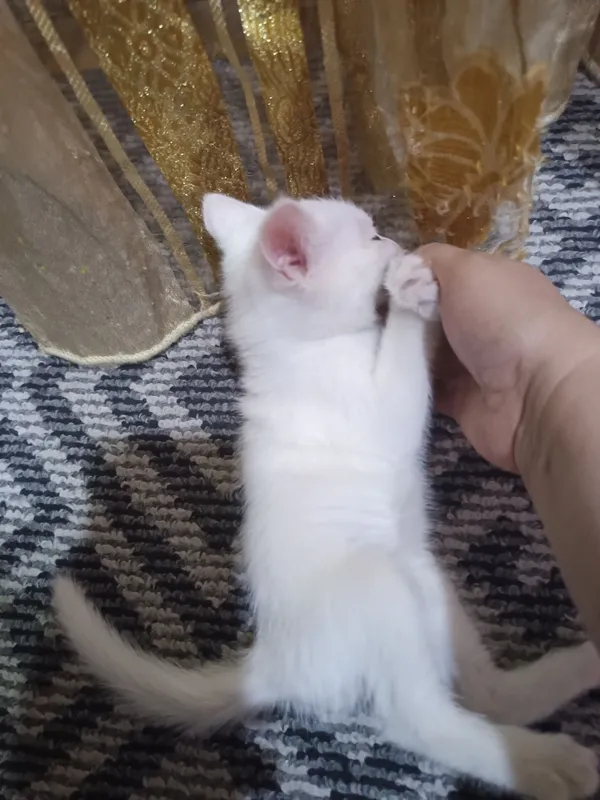 отдам бесплатно котята — фото 1