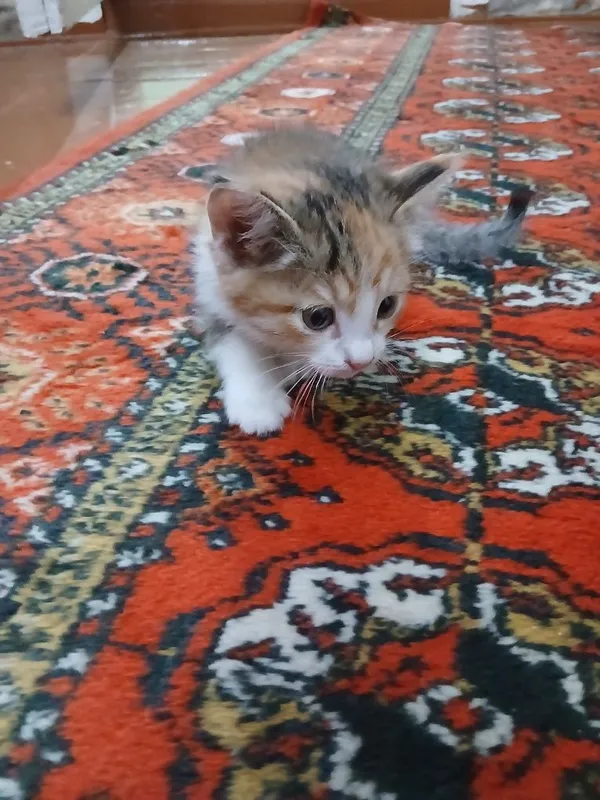 Отдам в хорошие руки котят (девочка и мальчик) — фото 3