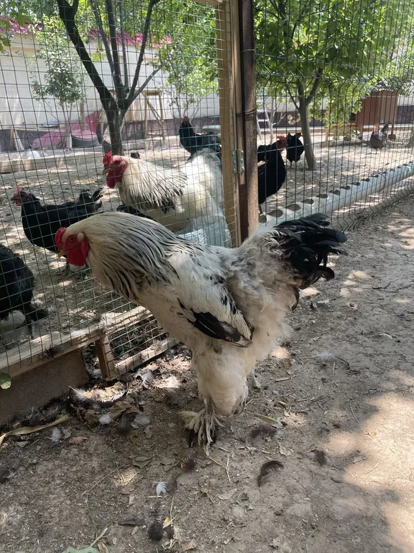 brama palvi va svetli xurozlari sotladi 5 brama palvi va svetli xurozlari sotladi 5